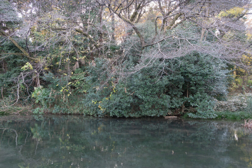 姿見の池の冬のソメイヨシノ (2022年12月4日撮影)