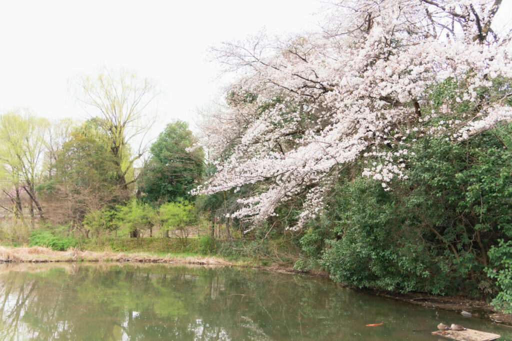 姿見の池の桜 (2023年3月21日撮影)