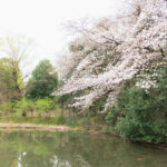 姿見の池の桜 (2023年3月21日撮影)