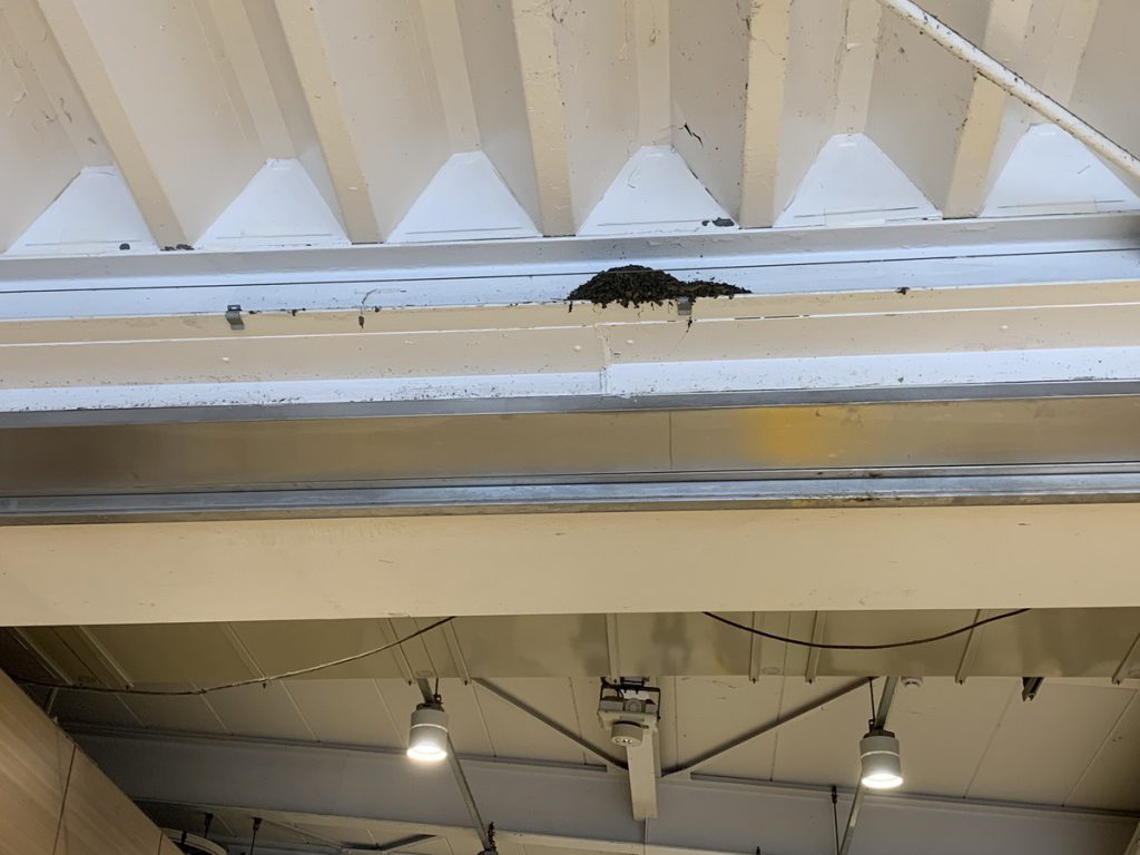 西国分寺駅の駅ナカにできたもう一つのツバメの巣 (2022年6月4日撮影)