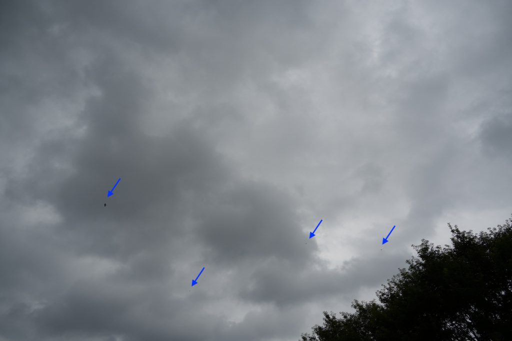 武蔵国分寺公園の上空で飛行の練習をするツバメたち (2022年7月14日撮影)