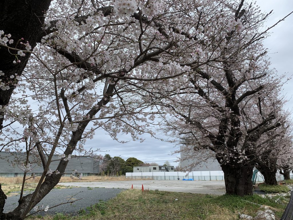 国分寺市の新庁舎建設予定地に残った桜の木 (2022年3月27日撮影)