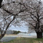 国分寺市の新庁舎建設予定地に残った桜の木 (2022年3月27日撮影)