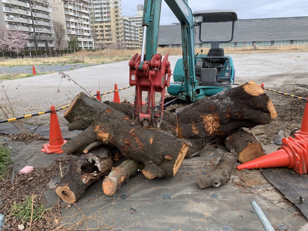 国分寺市の新庁舎建設予定地で健康状態が良くないために伐採された桜の木 (2022年3月27日撮影)