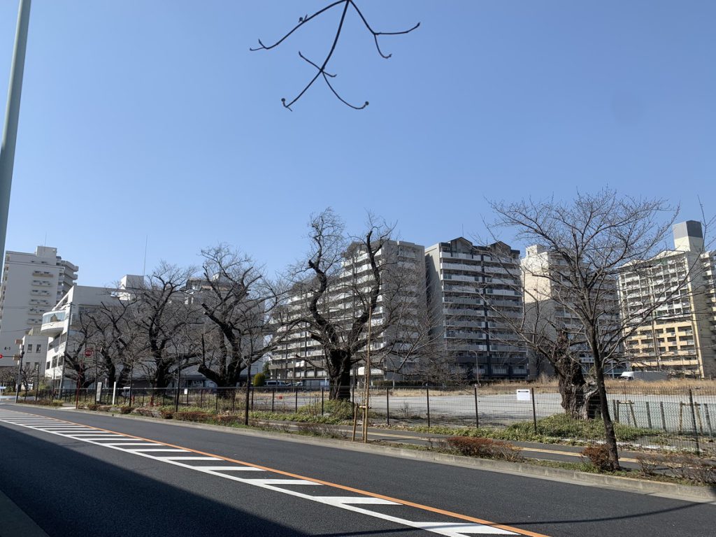 国分寺市新庁舎予定地の6本の桜 (2022年3月12日撮影)