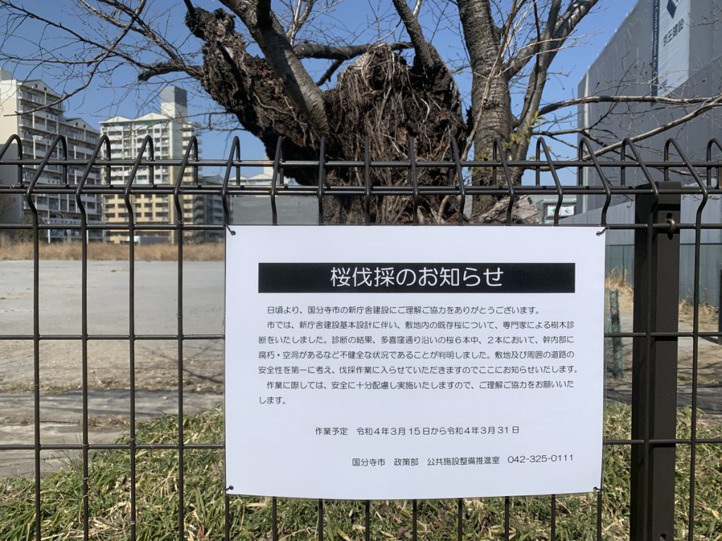 国分寺市新庁舎予定地で桜の一部伐採のお知らせ (2022年3月12日撮影)