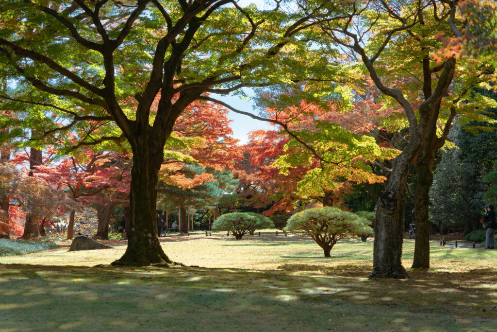 紅葉が広がる殿ヶ谷戸庭園 (2022年11月25日撮影)