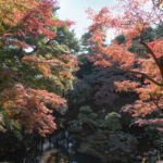 殿ヶ谷戸庭園の次郎弁天池の紅葉 (2022年11月25日撮影)