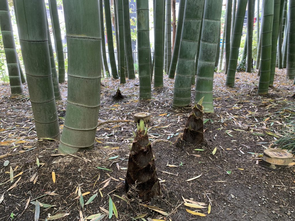 たけのこが生えている殿ヶ谷戸庭園の竹の小径 (2022年4月16日撮影)