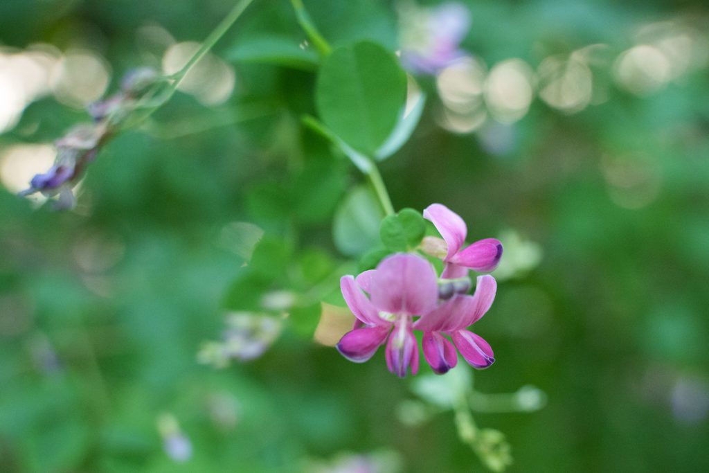 殿ヶ谷戸庭園の萩のトンネルに咲くヤマハギの花 (2022年9月10日撮影)