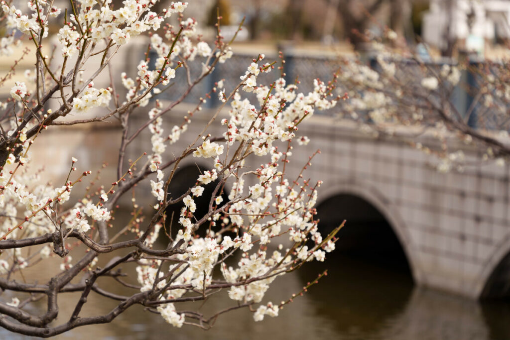 武蔵国分寺公園の武蔵の池沿いの白梅の花 (2023年3月1日撮影)