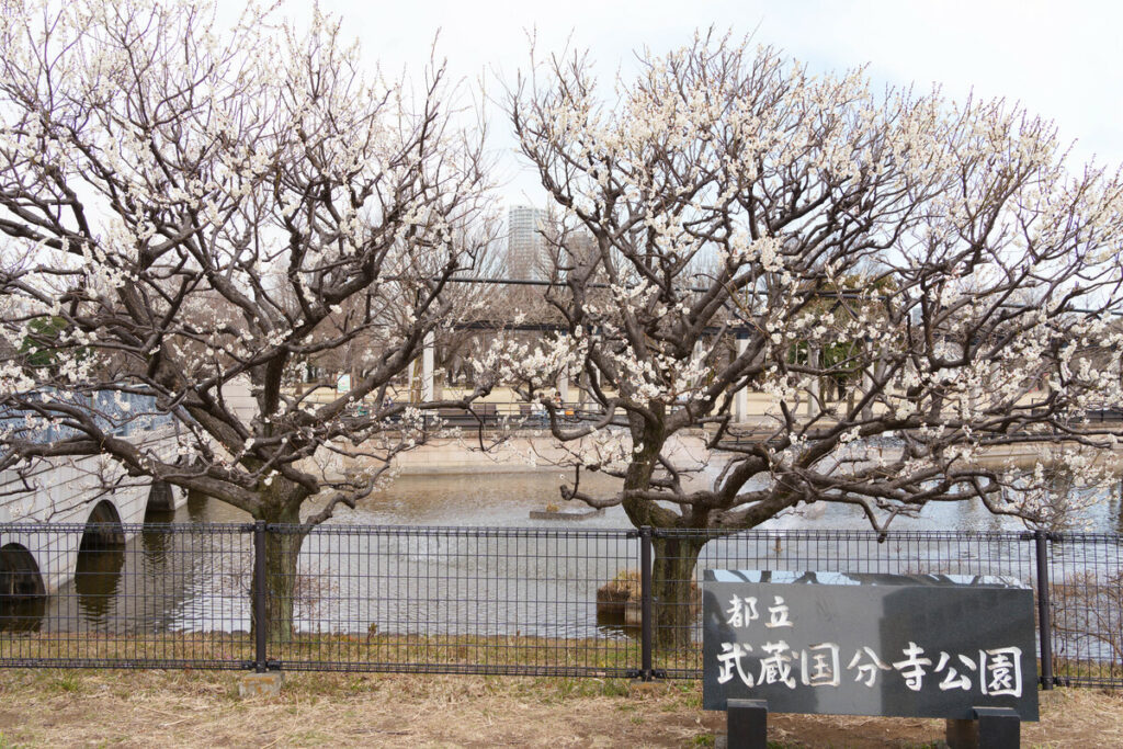 武蔵国分寺公園の武蔵の池沿いの白梅の花 (2023年3月1日撮影)