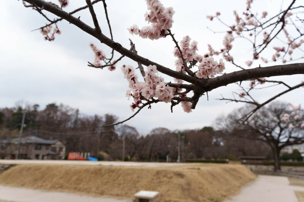 武蔵国分尼寺跡の梅の花 (2023年3月5日撮影)