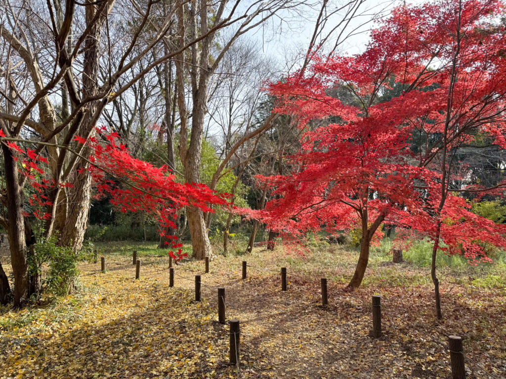 武蔵国分寺公園　野鳥の森のモミジ (2024年12月20日撮影)