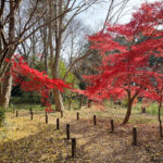 武蔵国分寺公園　野鳥の森のモミジ (2024年12月20日撮影)