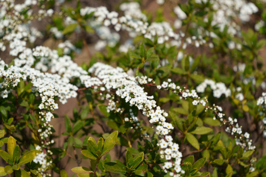ユキヤナギの白い花 (2023年3月10日撮影)